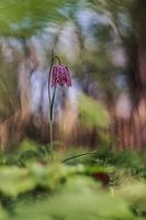 Kievitsbloem