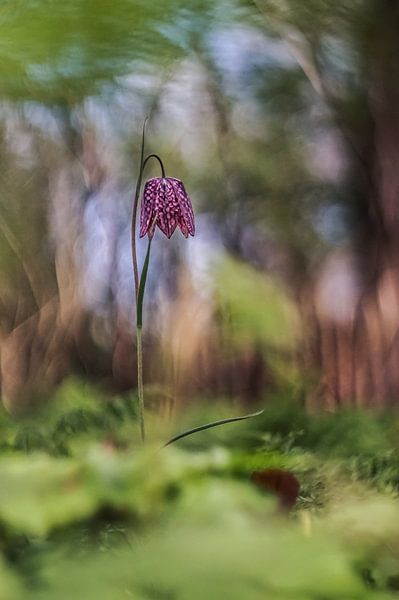 Kievitsbloem van Janka Kucerova