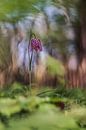 Kievitsbloem by Janka Kucerova thumbnail