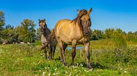Paarden bij Slot Loevestein, Nederland van Jessica Lokker thumbnail
