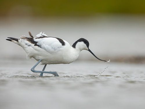 Pied-billed avocet in the Dollard