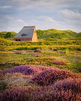 Sheep shed