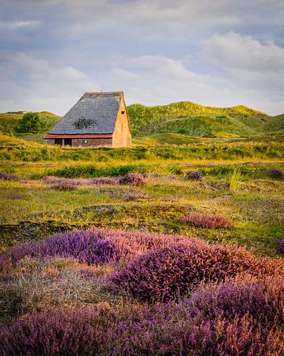 Sheep shed