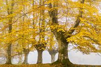 Nach dem Sommer kommt der Herbst