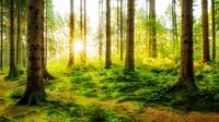 Sunrise in the forest