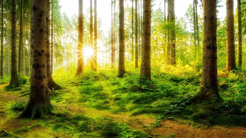 Lever de soleil dans la forêt par Günter Albers