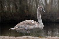 Höckerschwan