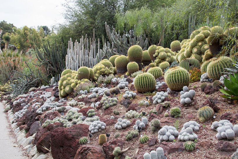 Cactussen in de woestijntuin van Huntington Gardens von Henk Alblas