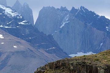 Puma sauvage (Puma concolor concolor concolor) dans le parc national de Torres del Paine, Chili sur AGAMI Photo Agency