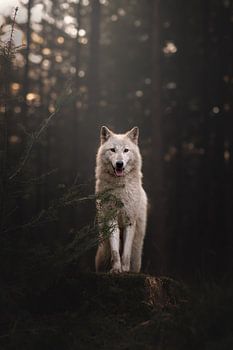 Weißer Wolf in der Abenddämmerung