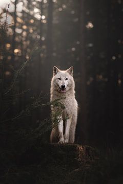 White wolf at dusk by Laura Dijkslag