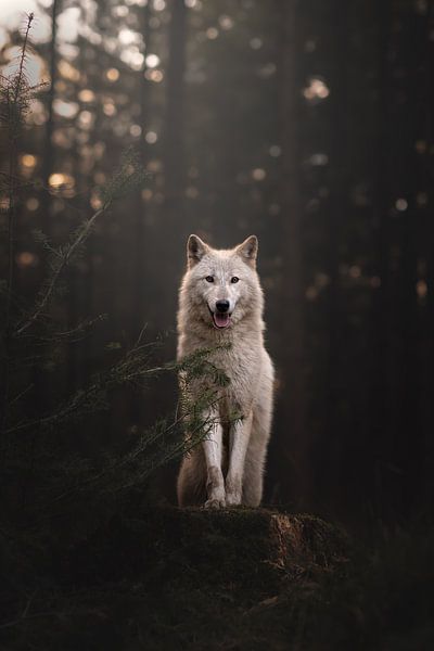 Weißer Wolf in der Abenddämmerung von Laura Dijkslag