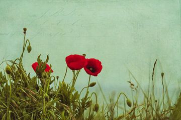 Red Poppies van Dirk Wüstenhagen