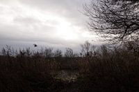 A small sunray lights up winter's darkness..