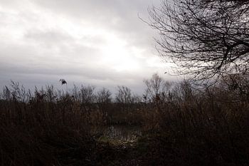 Ein Sonnenstrahl bringt Licht in die Winterdunkelheit