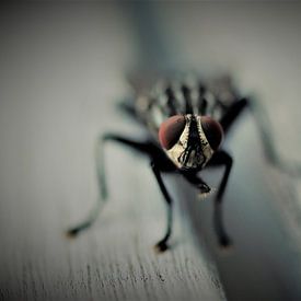 Insekten von MartinsPhotocorner