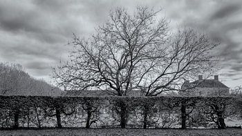 Kasteeltuin haag en boom