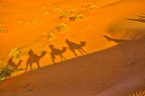 Schaduw van dromedarissen  in de woestijn van Marokko