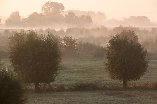 Uiterwaarden met mist
