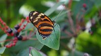 beau papillon orange sur un buisson de baies