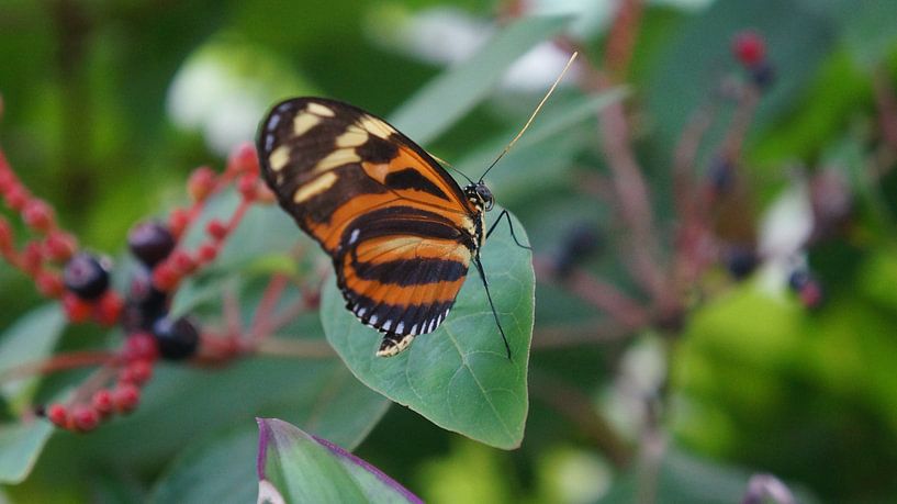 beau papillon orange sur un buisson de baies par Lieke Elsinga