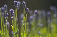 Lavendel van Maurice Konings thumbnail