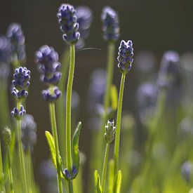 Der Lavendel von Maurice Konings