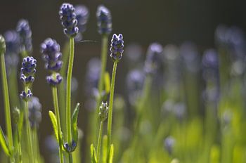 Lavendel