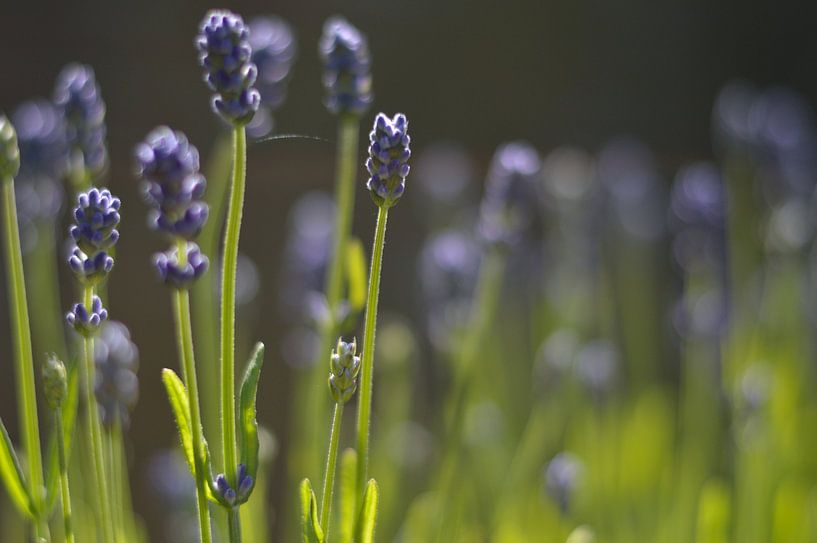 Lavendel van Maurice Konings