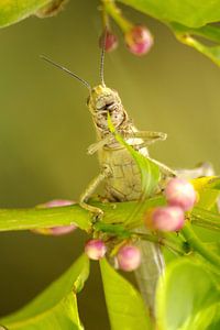 Manger du cricket