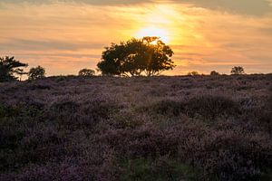 Hoorneboegse Heide - 4