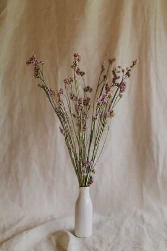 Nature morte fleurs séchées