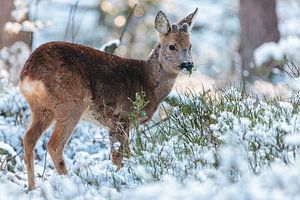 Roe Deer in winter von Martin Bergsma