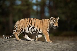 Royal Bengal Tiger ( Panthera tigris ), full body, side view