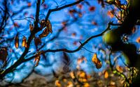 Herfstkleuren.07 (16x10)