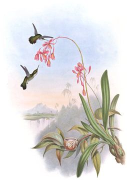 Little Humming-Bird, John Gould van Hummingbirds