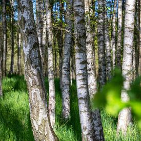 Birken im grünen Gras von Tilo Grellmann | Photography