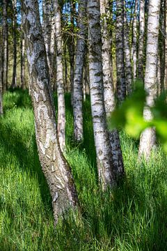Berken in het groene gras van Tilo Grellmann | Photography