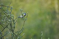 koolmeesje in de herfst