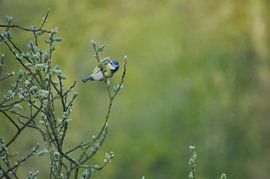great tit in autumn