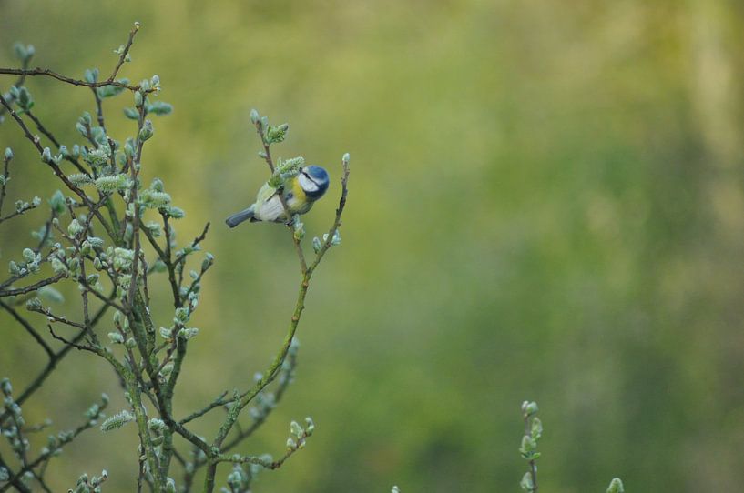 grande mésange en automne par sofie van den Nouland
