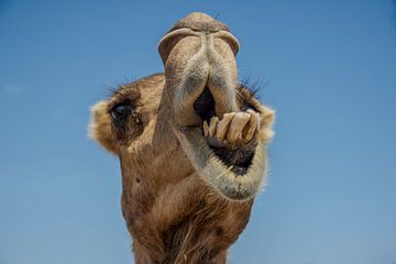 Gros plan sur un dromadaire dans les sables de Wahibi, désert d'Oman.