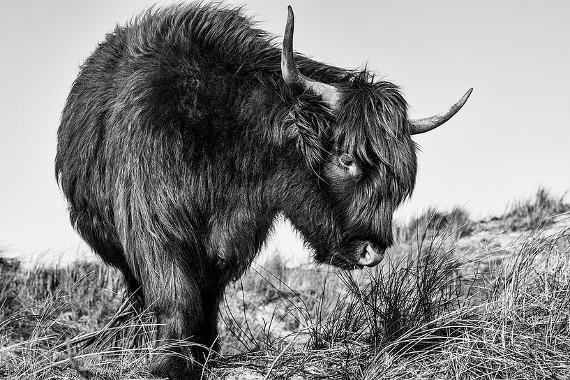 Scottish Highlander, Schotse Hooglander van Dirkje Sol