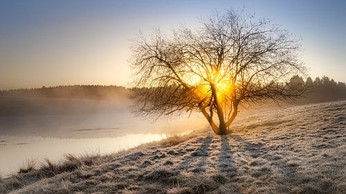 Zonsopgang bij het eendenmoeras