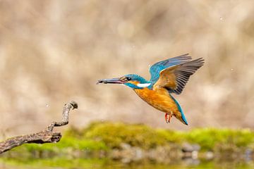 IJsvogel van Dennis Eckert