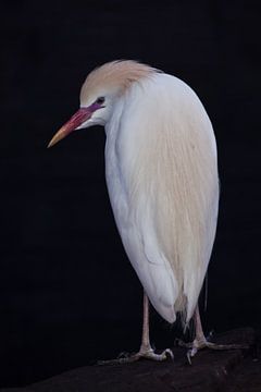 Chiseled Egyptian heron white graceful bird stands nose down on a black background by Michael Semenov