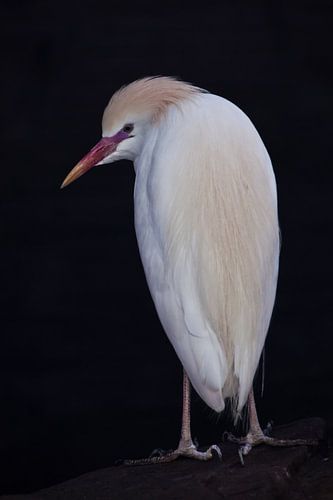De gebeitelde Egyptische reiger witte bevallige vogel staat met de neus naar beneden op een zwarte a