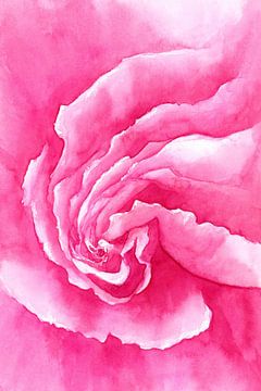 Roze roos close-up aquarel schilderij van Karen Kaspar
