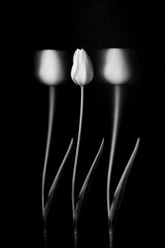 Tulpen, Tony Xu
