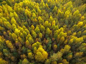 Herfstbos met kleurrijke bladeren van bovenaf gezien van Sjoerd van der Wal Fotografie